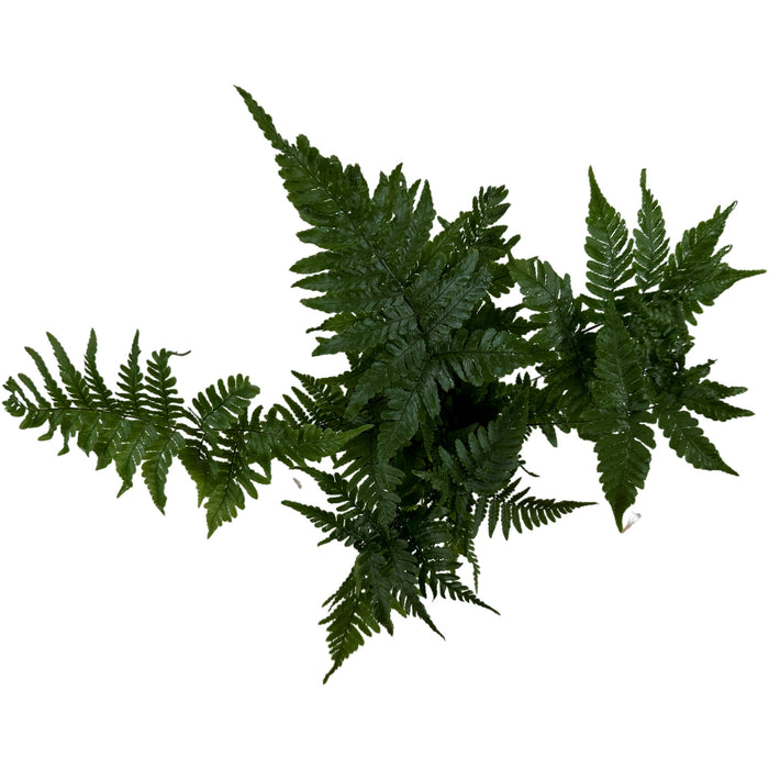 Autumn Fern Starter Plant/4" Grower Pot