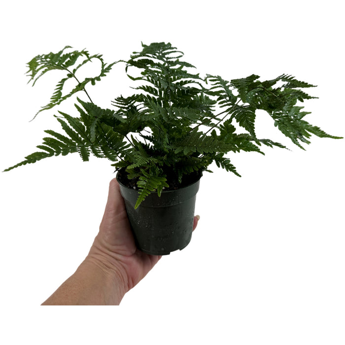 Autumn Fern Starter Plant/4" Grower Pot