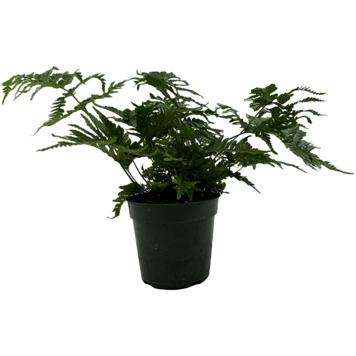 Autumn Fern Starter Plant/4" Grower Pot