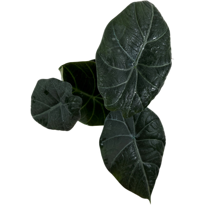 Alocasia Maharani Starter Plant or 4" Grower Pot