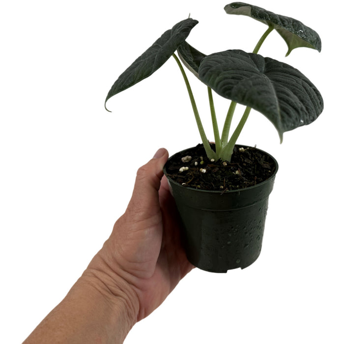 Alocasia Maharani Starter Plant or 4" Grower Pot