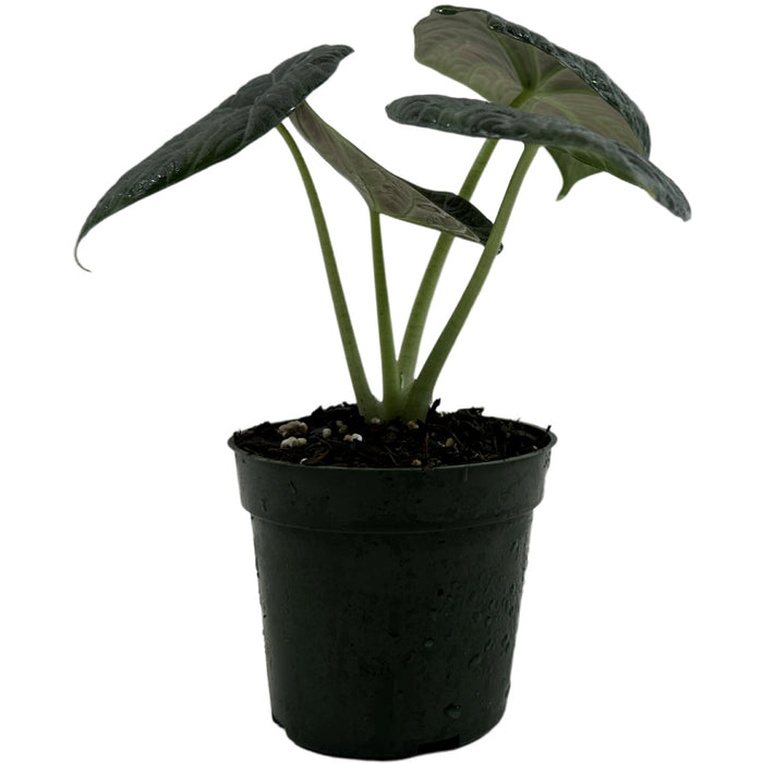 Alocasia Maharani Starter Plant or 4" Grower Pot