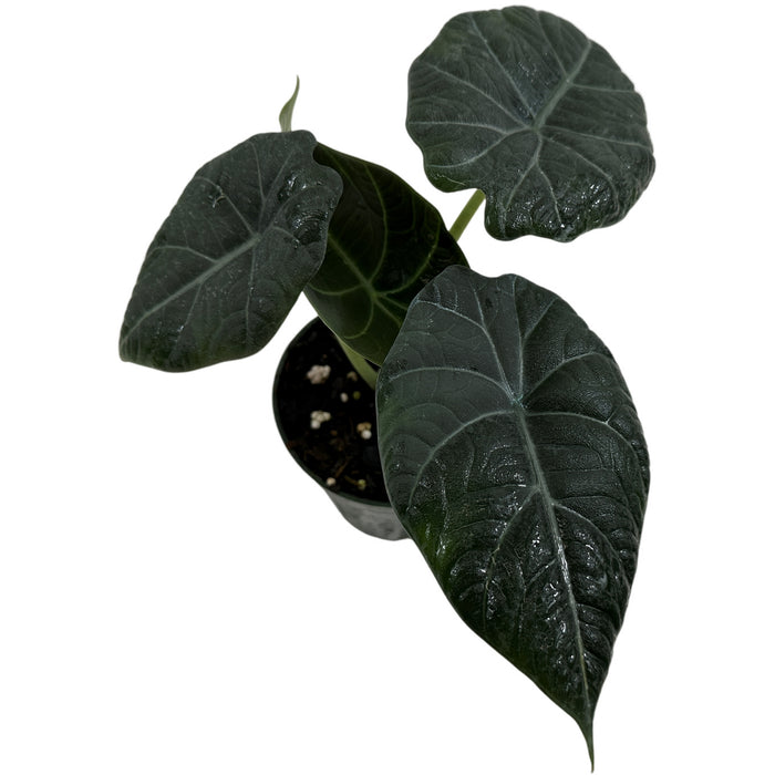 Alocasia Maharani Starter Plant or 4" Grower Pot