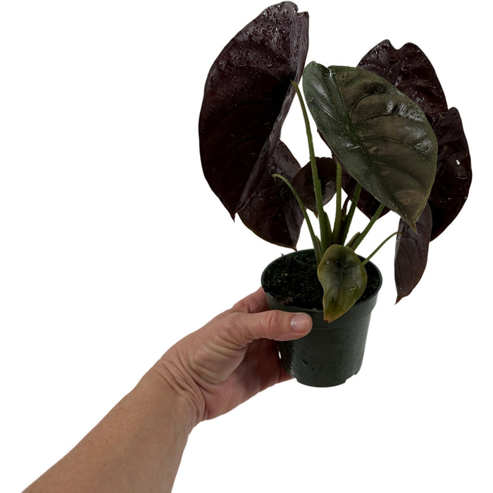 Alocasia Cuprea Red Secret- Starter Plant/4" Grower Pot