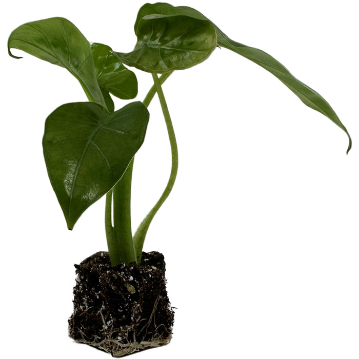 Alocasia Borneo King Starter Plant/4" Grower Pot