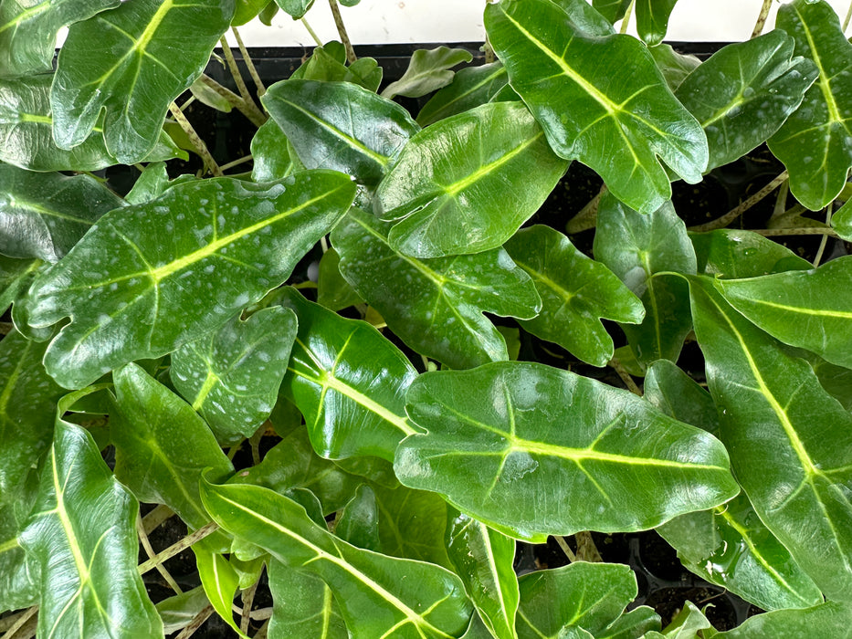 Alocasia Sarian- Starter Plant/4" Grower Pot