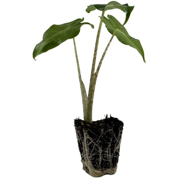 Alocasia Sarian- Starter Plant/4" Grower Pot