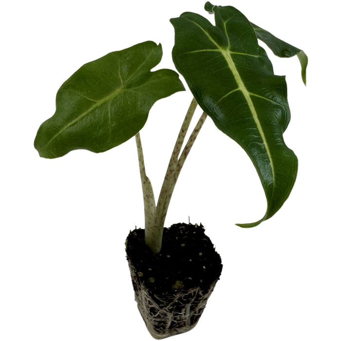 Alocasia Sarian- Starter Plant/4" Grower Pot