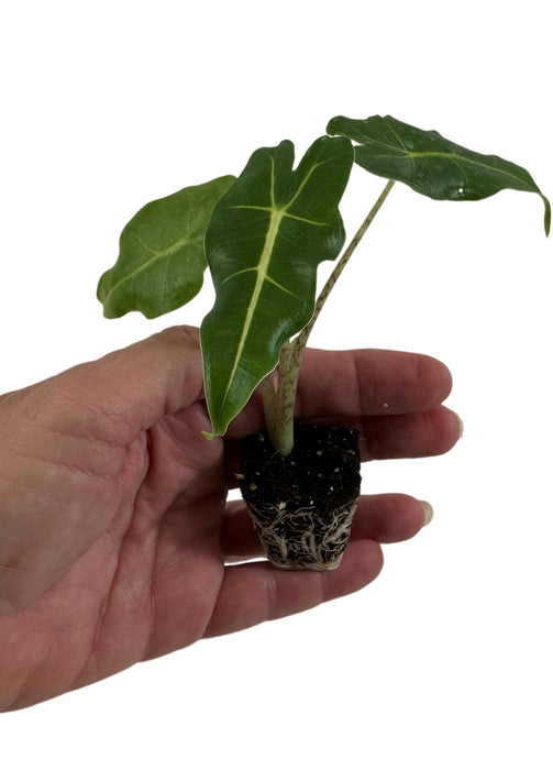 Alocasia Sarian- Starter Plant/4" Grower Pot