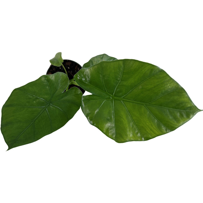 Alocasia Borneo King Starter Plant/4" Grower Pot