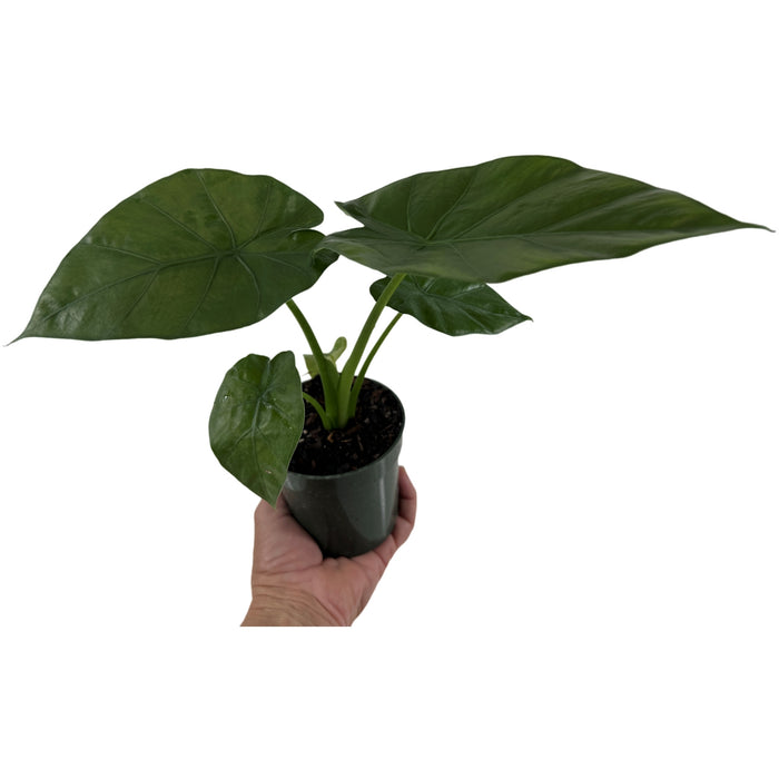 Alocasia Borneo King Starter Plant/4" Grower Pot