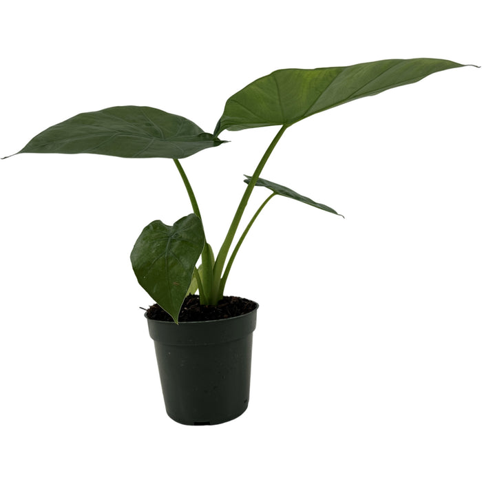 Alocasia Borneo King Starter Plant/4" Grower Pot