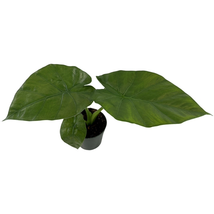 Alocasia Borneo King Starter Plant/4" Grower Pot