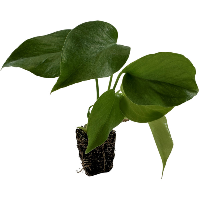 Monstera Deliciosa Starter Plant,4" or 6" Grower Pot