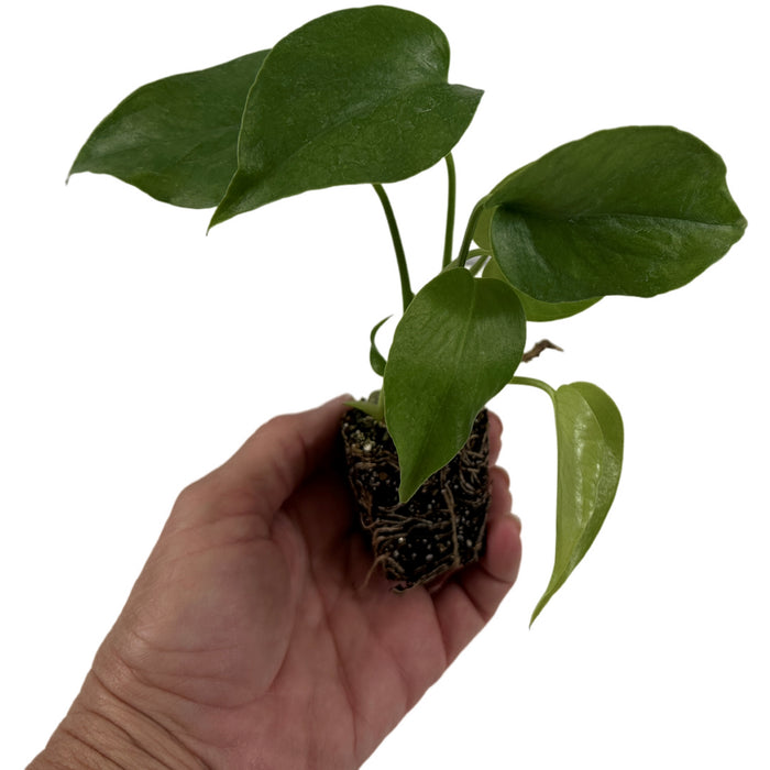 Monstera Deliciosa Starter Plant,4" or 6" Grower Pot