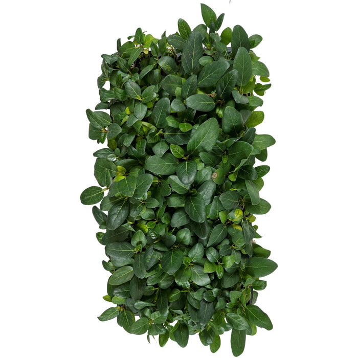 Ficus Audrey- Starter Plant/ 4" Grower Pot