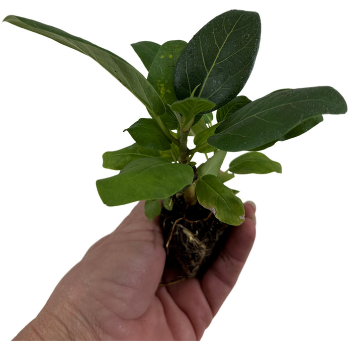 Ficus Audrey- Starter Plant/ 4" Grower Pot