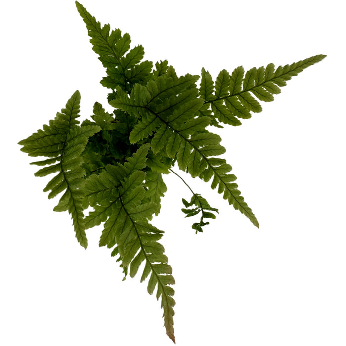 Autumn Fern Starter Plant/4" Grower Pot