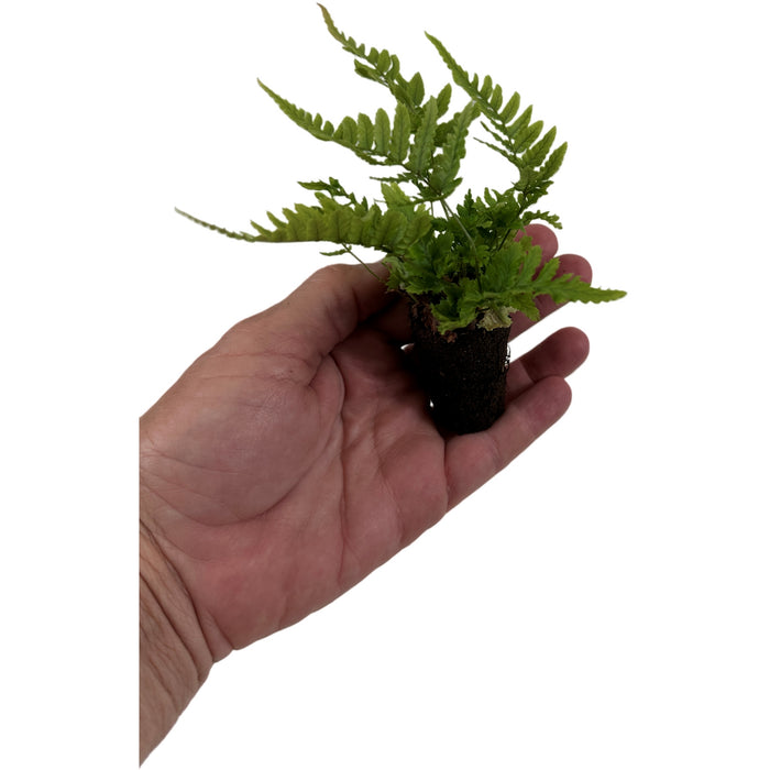 Autumn Fern Starter Plant/4" Grower Pot