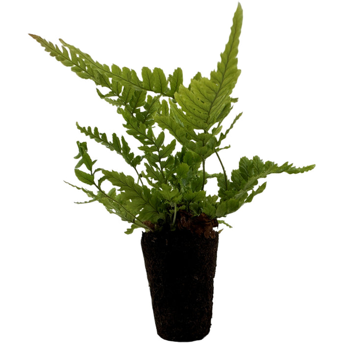 Autumn Fern Starter Plant/4" Grower Pot