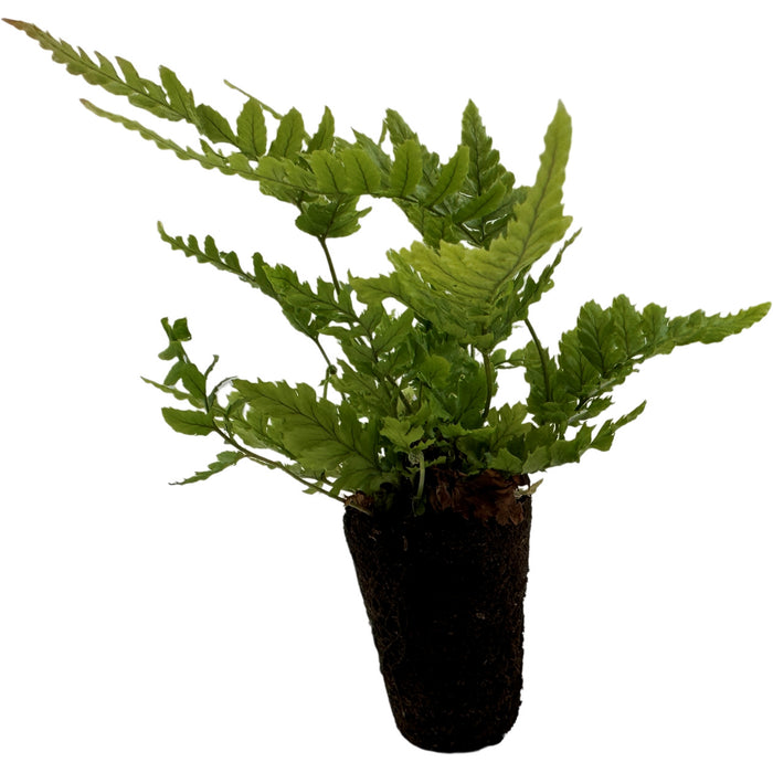 Autumn Fern Starter Plant/4" Grower Pot