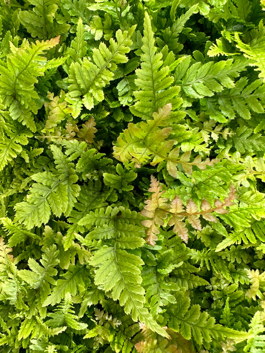 Autumn Fern Starter Plant/4" Grower Pot