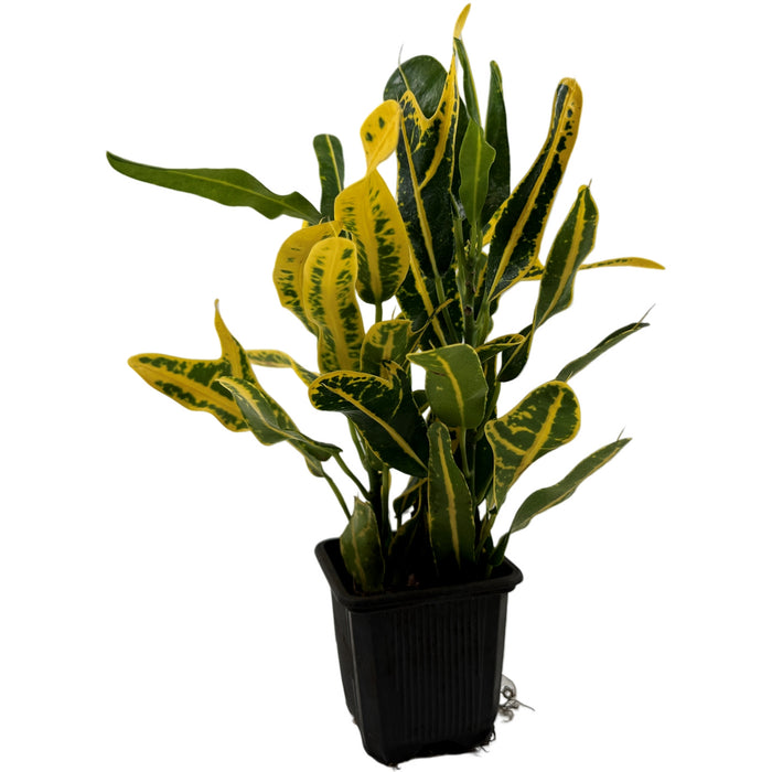 Banana Croton- 3" Grower Pot