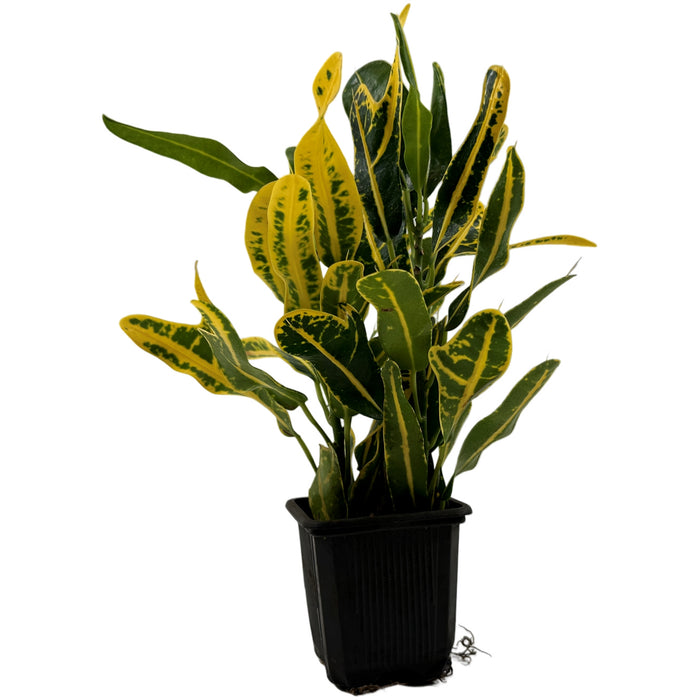 Banana Croton- 3" Grower Pot