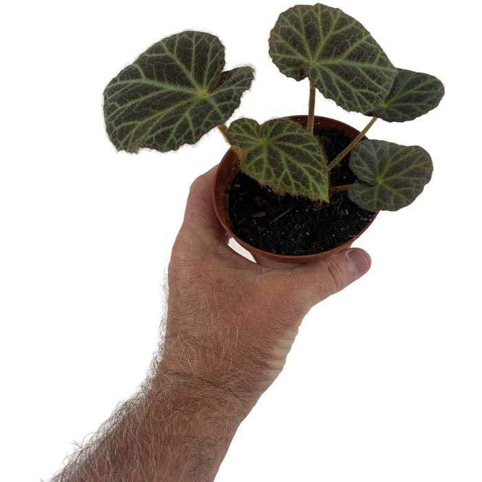 Begonia Klemmei