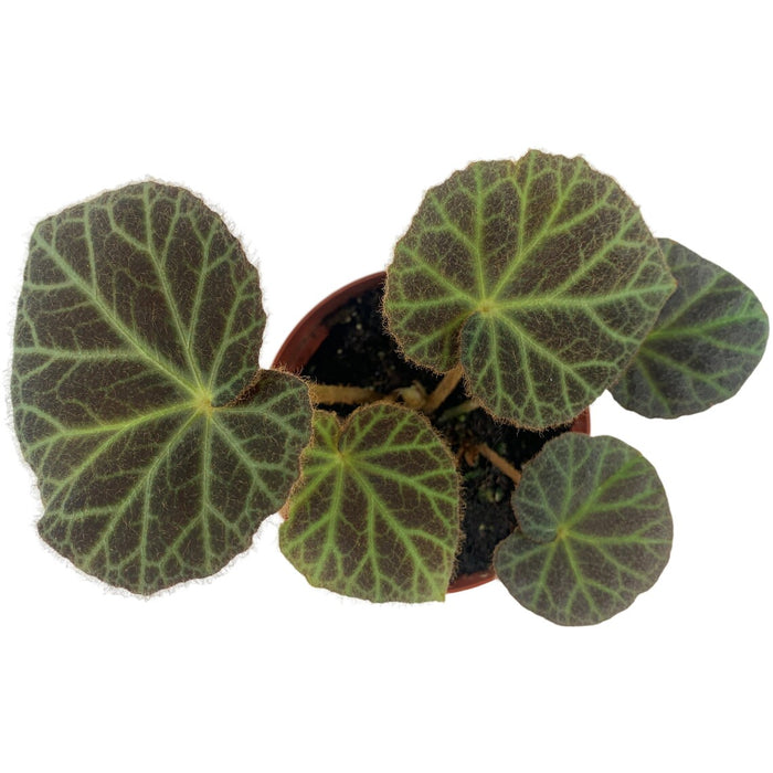 Begonia Klemmei