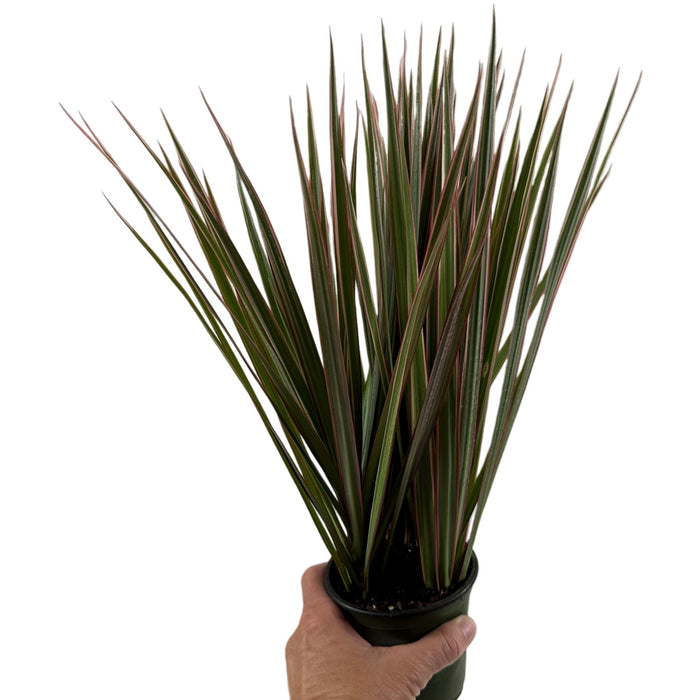 Dracaena Marginata Bi-Color- 4" Grower Pot