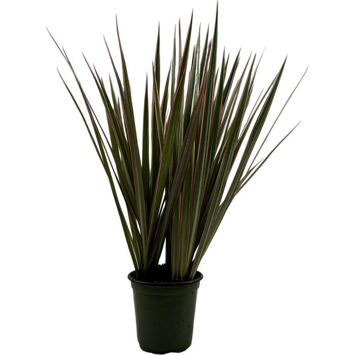 Dracaena Marginata Bi-Color- 4" Grower Pot