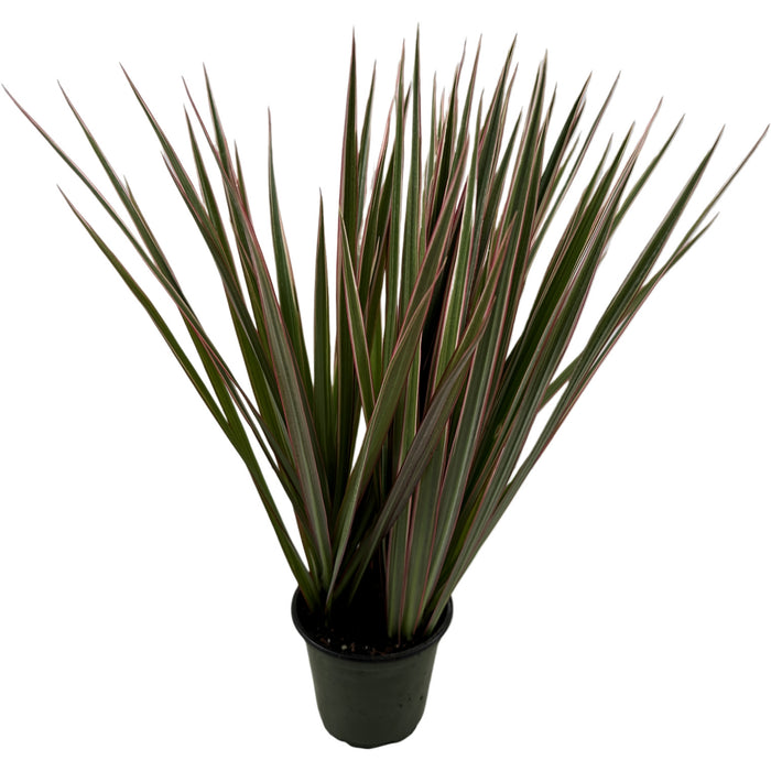 Dracaena Marginata Bi-Color- 4" Grower Pot