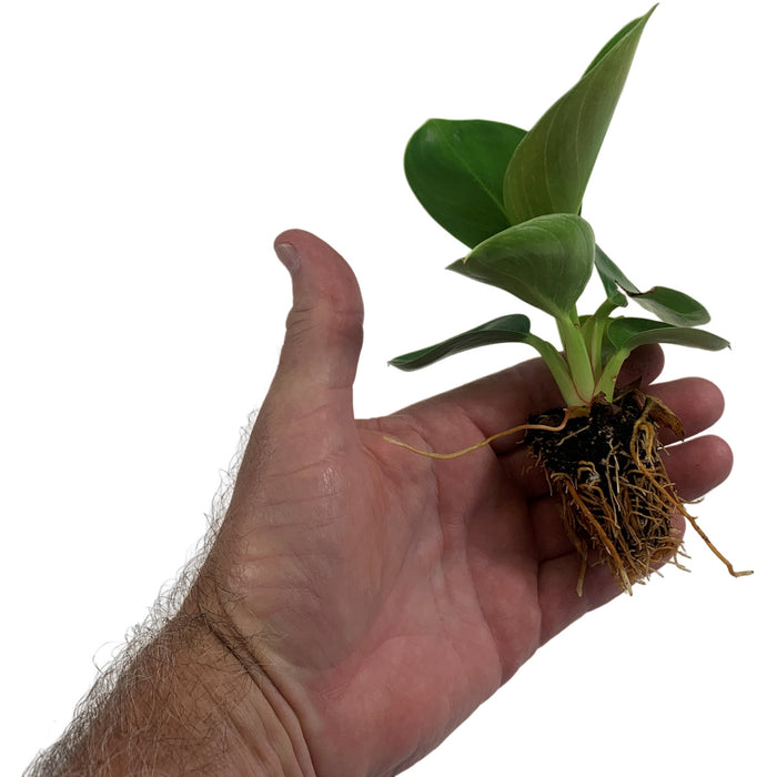Philodendron Birkin Starter Plant