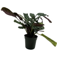 Calathea Burle Marx  4" Grower Pot