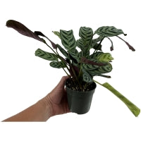 Calathea Burle Marx  4" Grower Pot