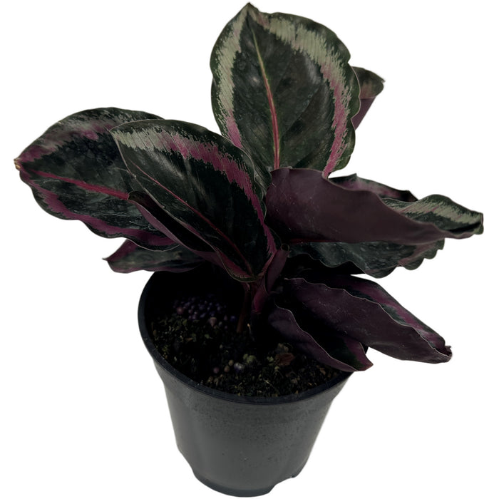 Calathea Roseotica Angela Starter Plant or 4" Grower Pot