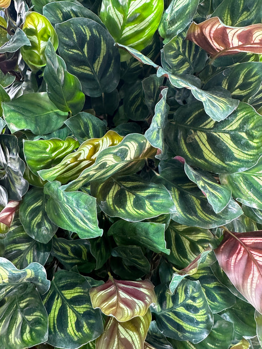 Calathea Peacock-Starter Plant/4" Grower Pot