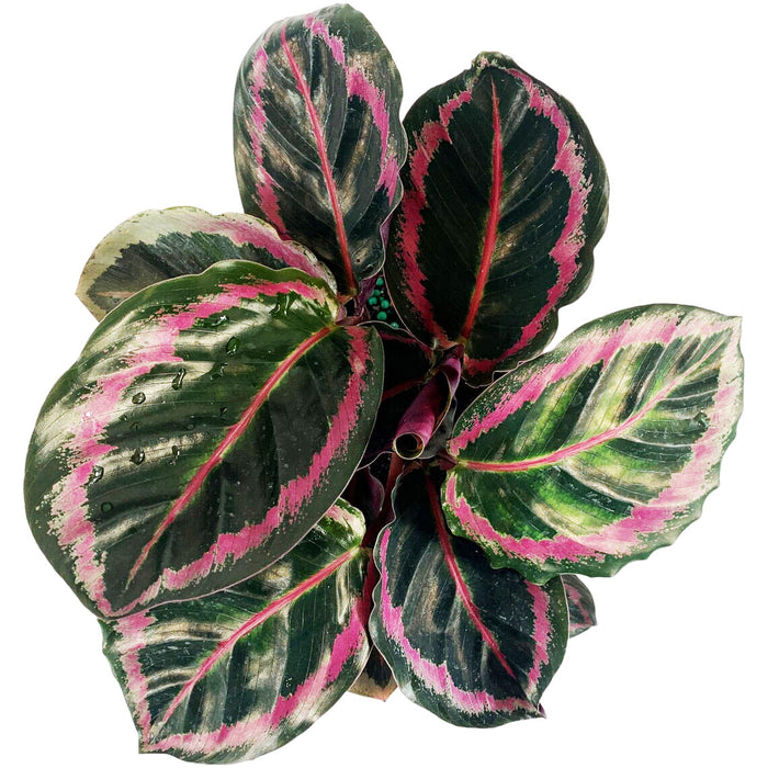 Calathea Roseopicta Dottie