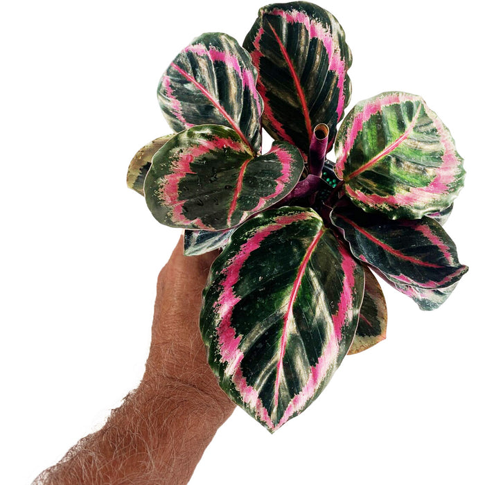 Calathea Roseopicta Dottie