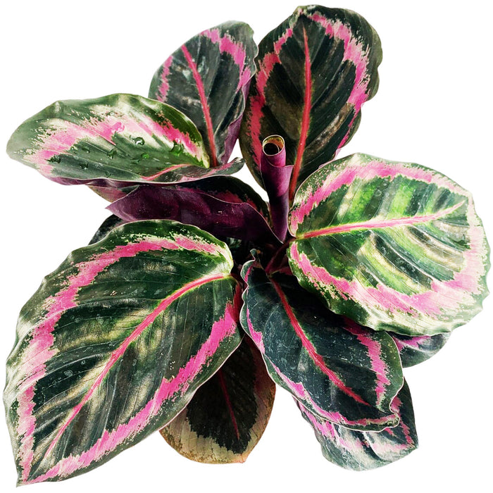 Calathea Roseopicta Dottie