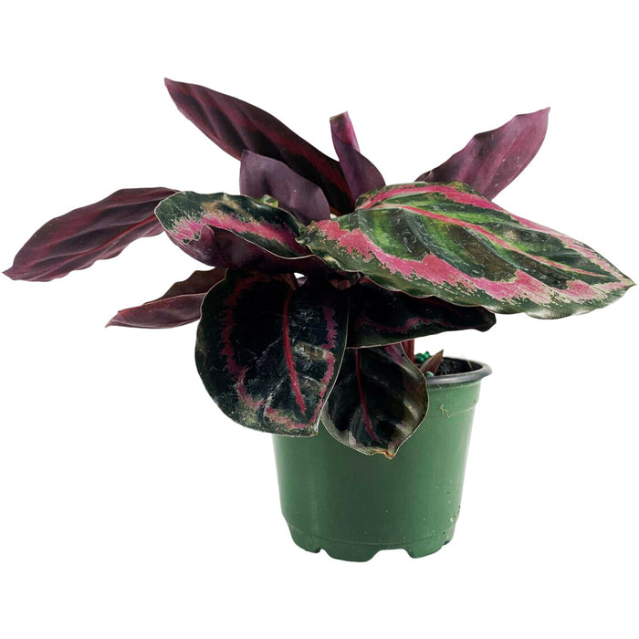 Calathea Roseopicta Dottie