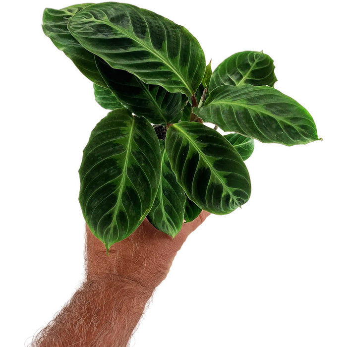 Calathea Warszewiczii "Jungle Velvet"-Starter Plant/4" Grower Pot