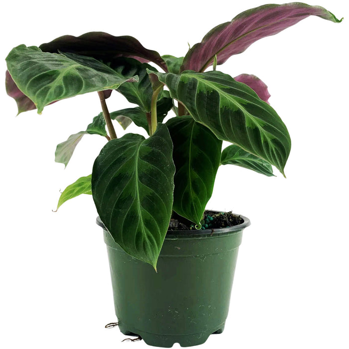 Calathea Warszewiczii "Jungle Velvet"-Starter Plant/4" Grower Pot