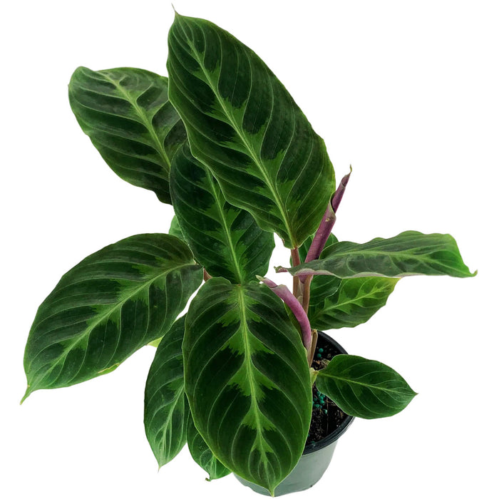 Calathea Warszewiczii "Jungle Velvet"-Starter Plant/4" Grower Pot