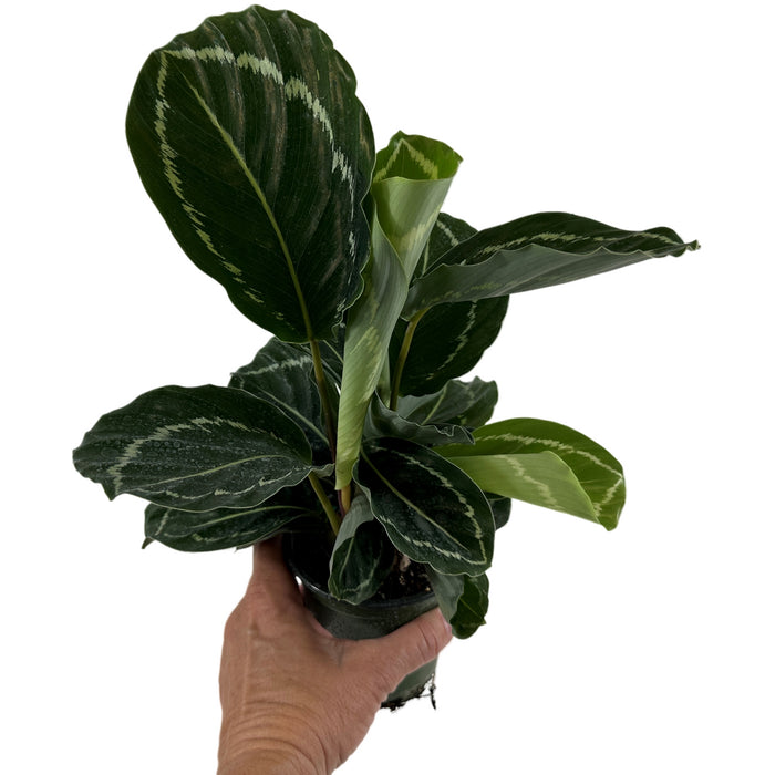 Calathea Green Roseopicta 4" Grower Pot