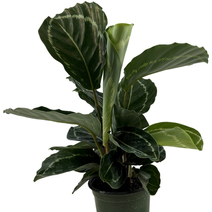 Calathea Green Roseopicta 4" Grower Pot