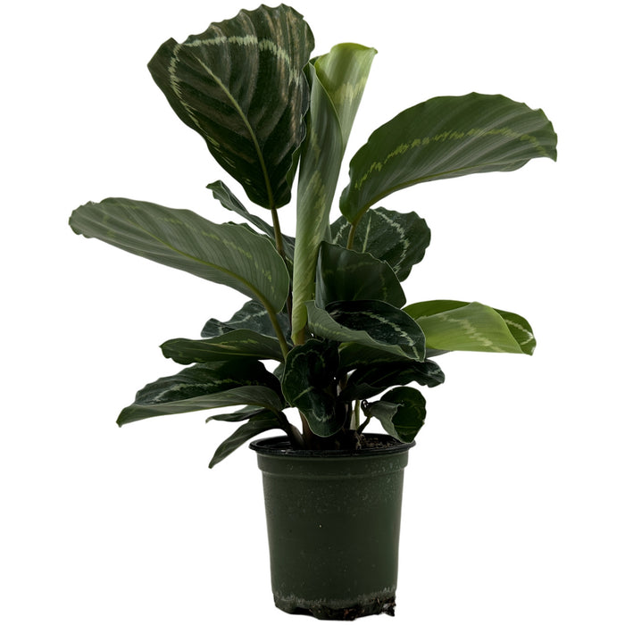 Calathea Green Roseopicta 4" Grower Pot