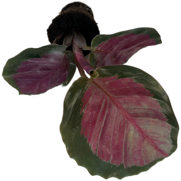 Calathea Rosepicta "Silvia"-Starter Plant/4" Grower Pot