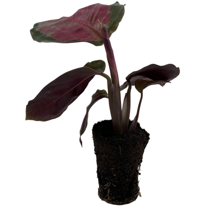Calathea Rosepicta "Silvia"-Starter Plant/4" Grower Pot